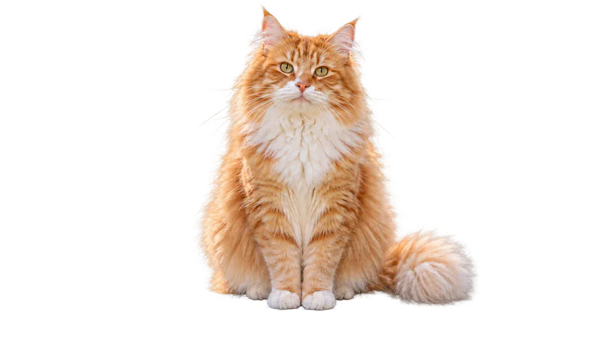 The same pet photo on a transparent background with the fur kept.